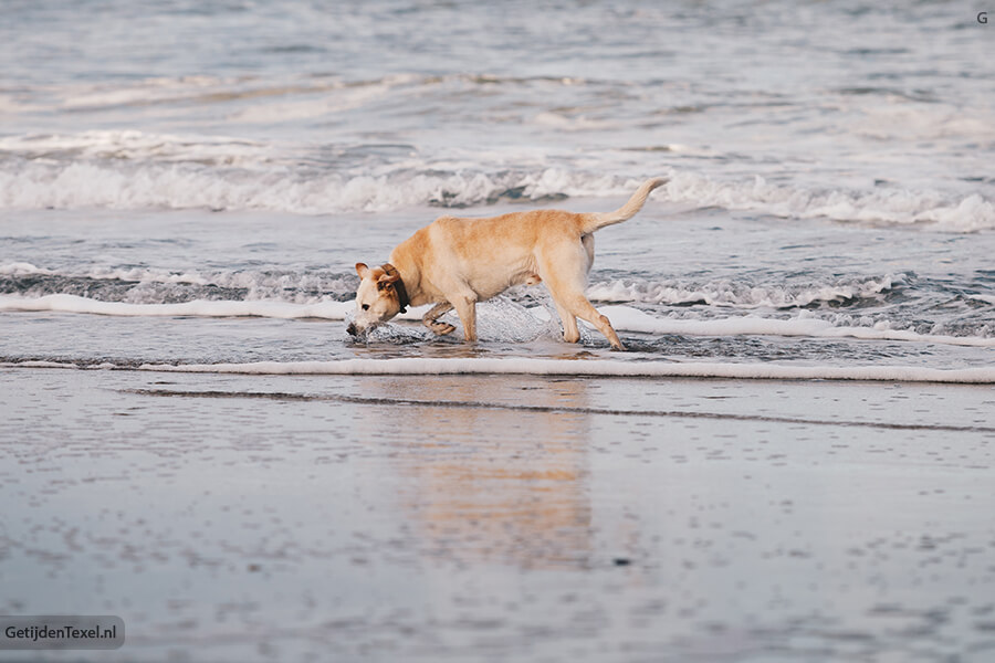 Hond mee naar het strand